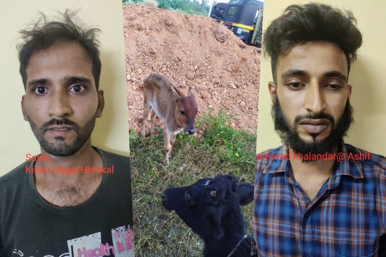 konaje Cow theft case, ಕೊಣಾಜೆ ದನ ಕಳವು ಪ್ರಕರಣ