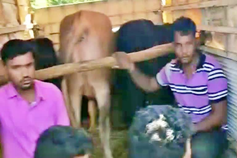 ಶಿರಸಿಯಲ್ಲಿ ಅಕ್ರಮ ಜಾನುವಾರು ಸಾಗಾಟ,Illegal Cattle Transport in Sirsi