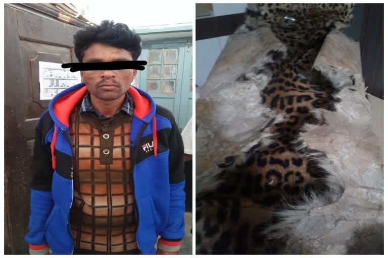 Leopard skin smuggling case