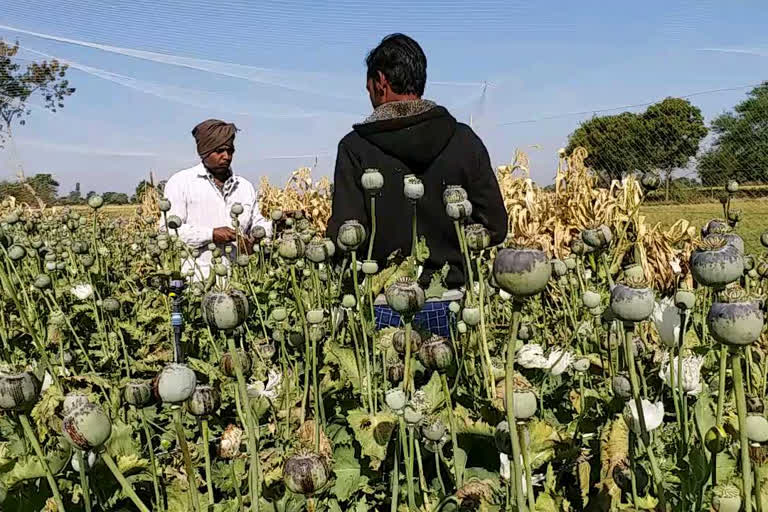 opium smuggling