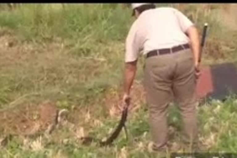 long snake at vishak chidikada