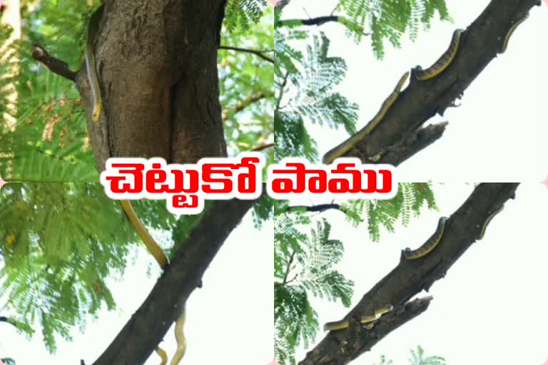 snakes in karimnagar collectorate