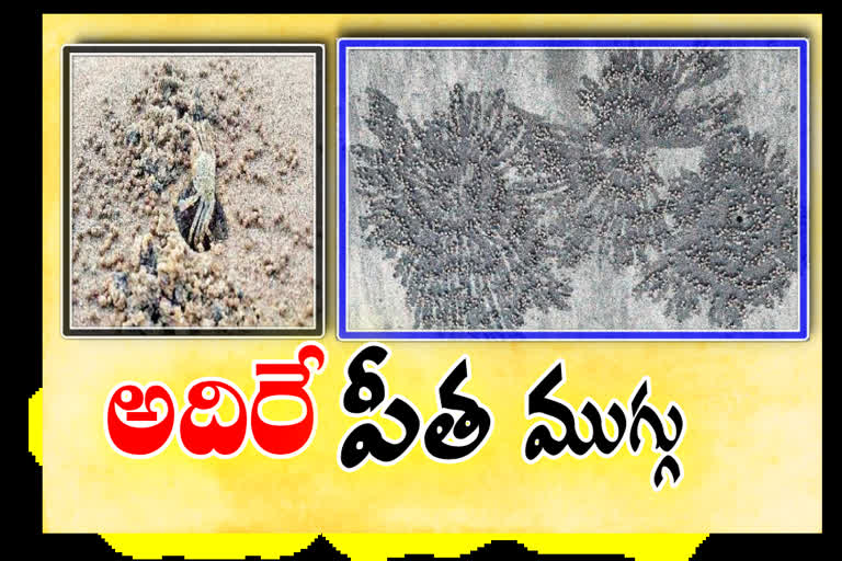 crab drawing at coast sand in east godavari district