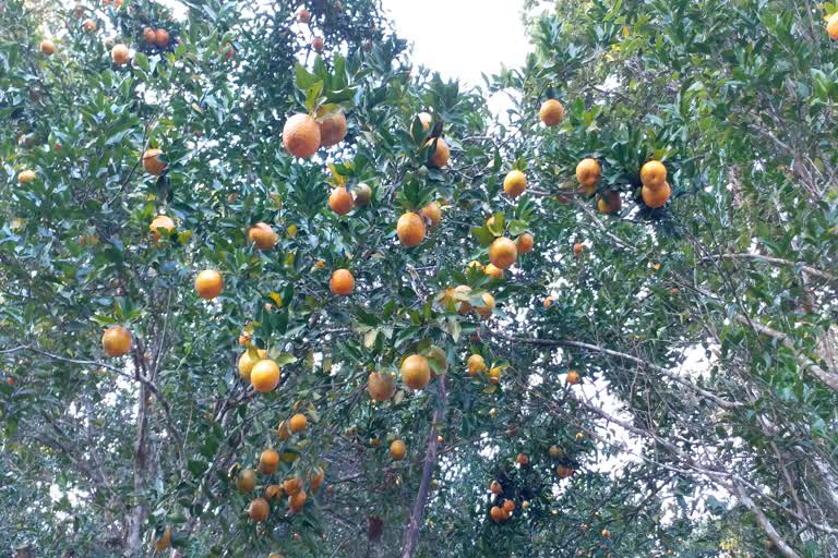 কমলা খেতিৰে স্বাৱলম্বিতা অৰ্জন