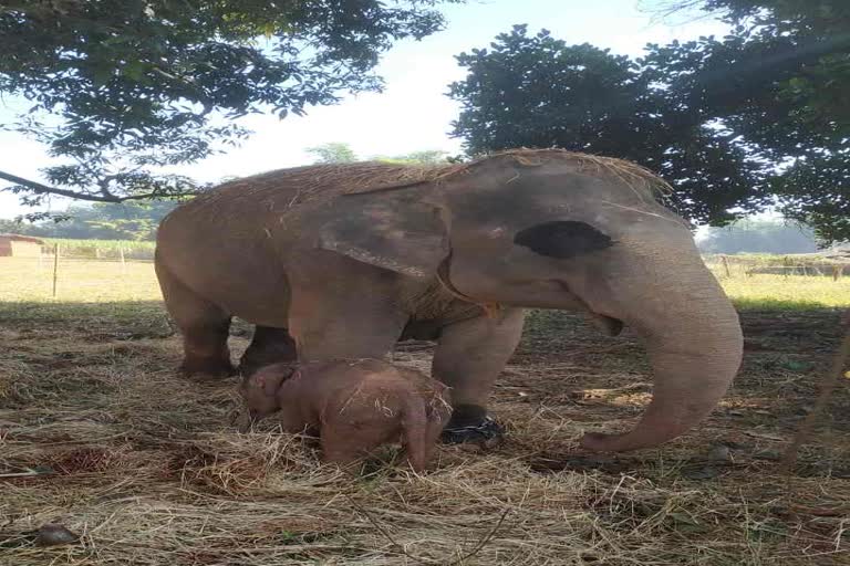 Ganga elephant gave birth