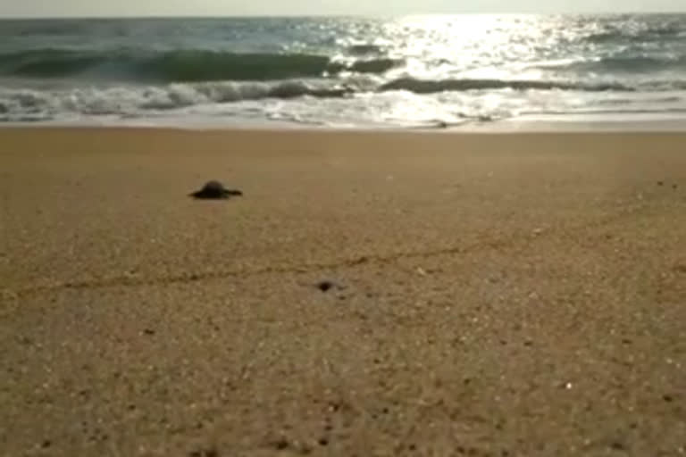 ചാവക്കാട് കടപ്പുറത്ത് ഇക്കൊല്ലം കടലാമകളെത്തിയില്ല:ആശങ്കയോടെ കടലാമ സംരക്ഷകര്‍  sea-turtle  sea turtles didn't arrived at the Chavakkad sea