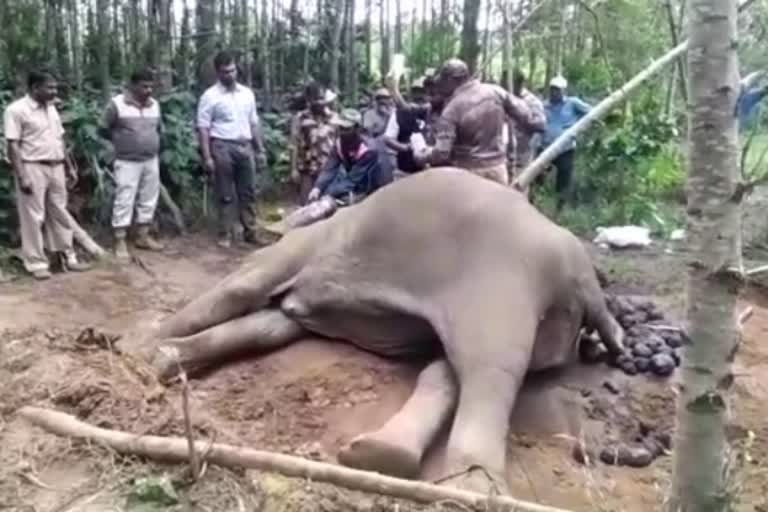 ನಿತ್ರಾಣಗೊಂಡು ನೆಲಕ್ಕೆ ಬಿದ್ದ ಕಾಡಾನೆ,elephant got sick in kodagu