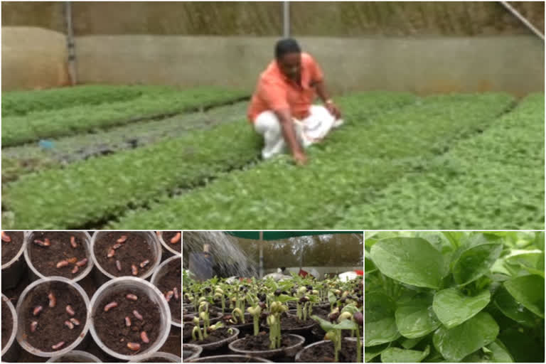 hybrid vegetable farming  ഹൈബ്രിഡ് പച്ചക്കറി തൈ ഉൽപാദനം  idukki  ഇടുക്കി  കൃഷിവകുപ്പ് നെടുങ്കണ്ടം