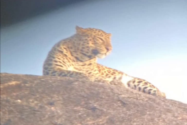 Leopard spotted in Nayagaon Society