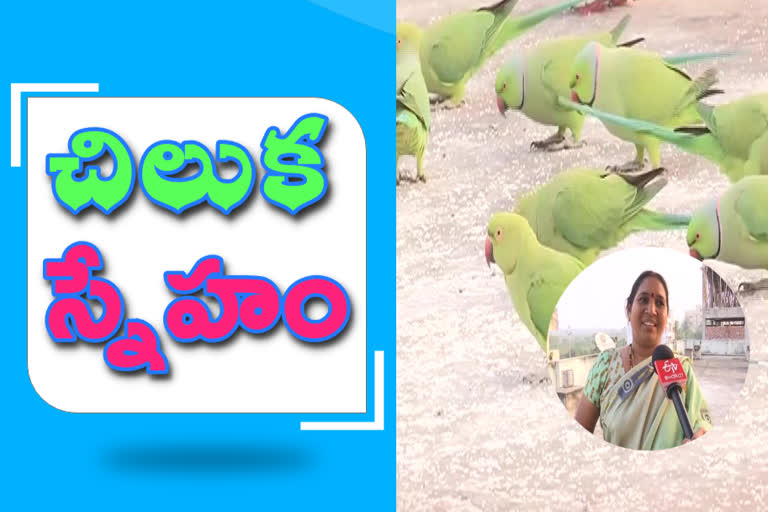 parrot-friendly-women-in-rajamahendravaram