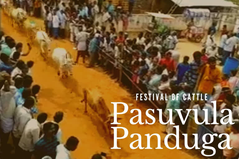 Petition filed against the cattle festival ‘Pasuvula Panduga’ in Chittoor