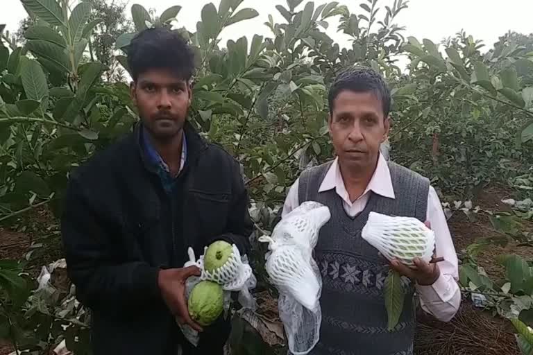 Dhar's farmer is earning big profits from VNR guava