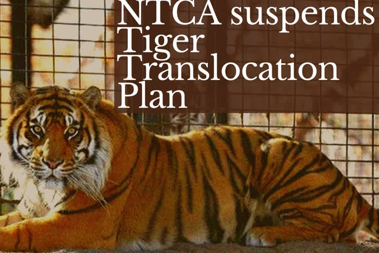 Odisha: NTCA suspends tiger translocation programme in Satkosia Tiger Reserve