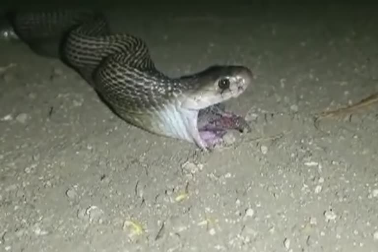 snake-rescue-in-amravati