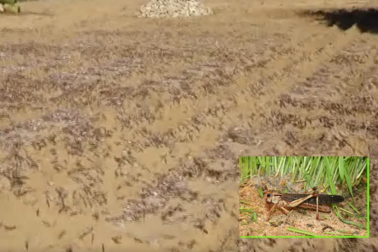 locust attack on paddy fields, வெட்டுக்கிளி, வெட்டுக்கிளி தாக்குதல்