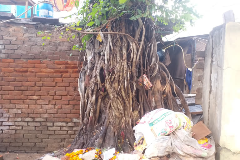 tree has been bent for the last two and a half years in delhi