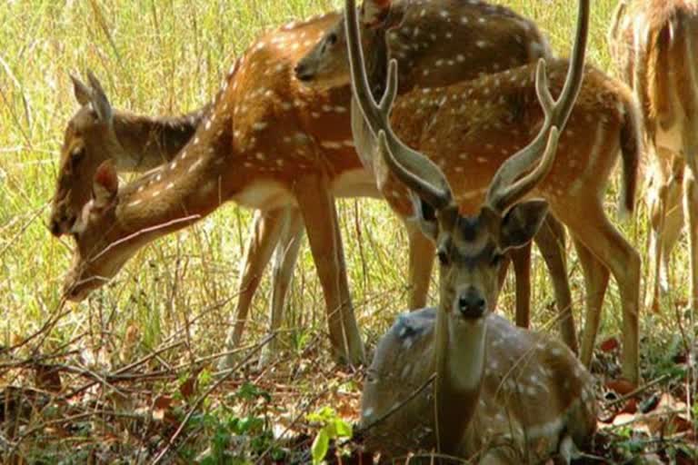 HC allow to relocate the deers from central leather institute