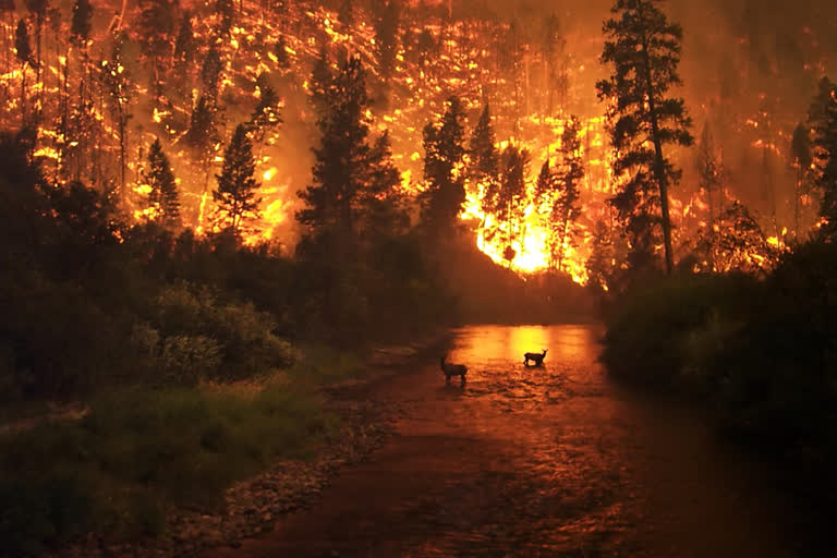 New South Wales wildfire