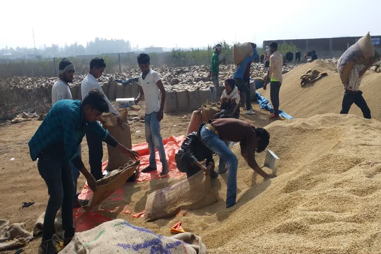 money-being-collected-from-farmers-in-paddy-procurement-centers-in-katni