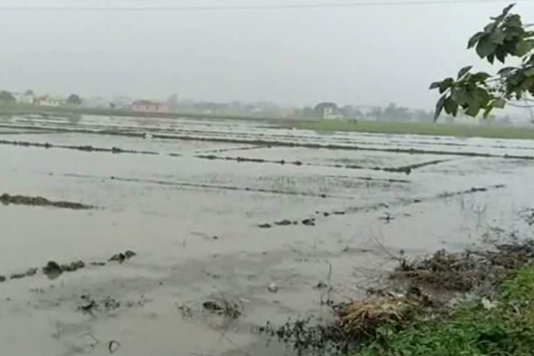 कुटरी ग्राम सभा न्यूज  news of waterlogging in the fields