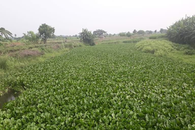 Bidyadhari river