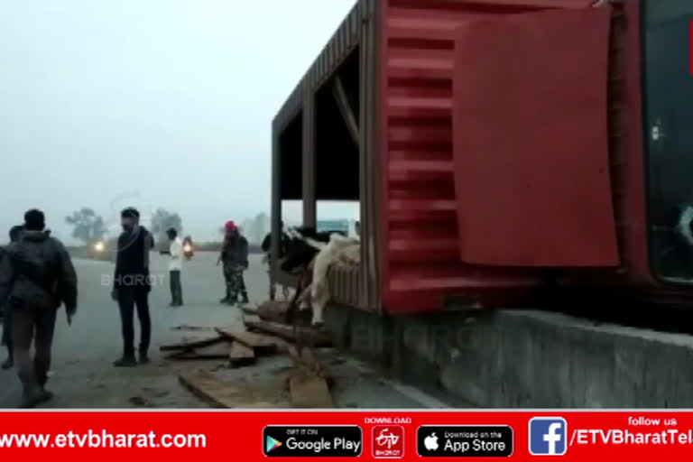 Container rolled over .. 14 cows killed