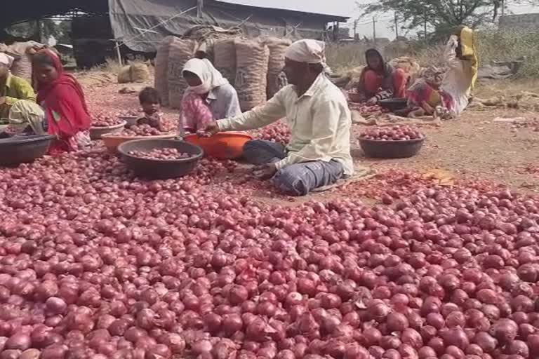 Falling onion rate in nashik