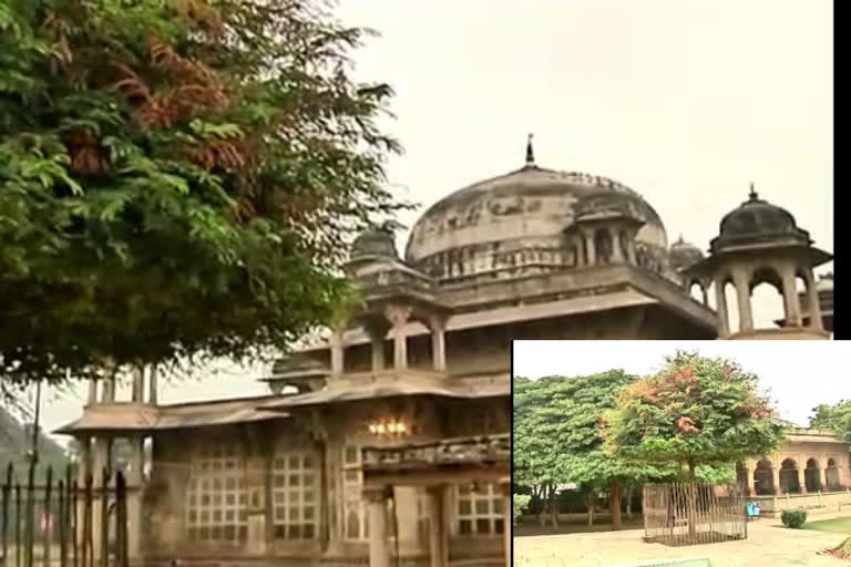 The tamarind tree on Tansen's tomb is amazing