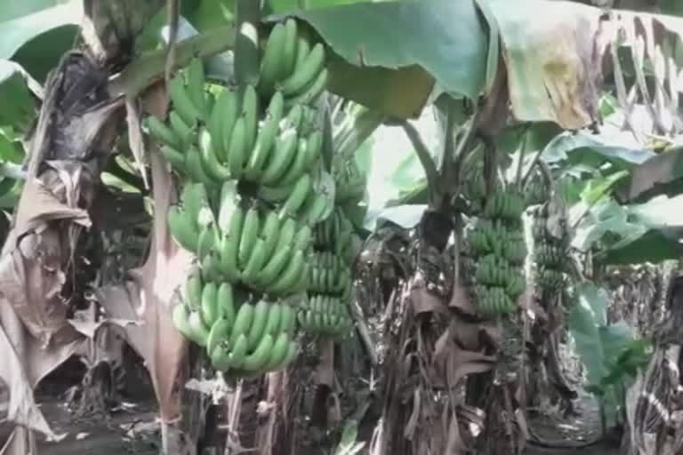 Banana rate decreased in Jalgaon district