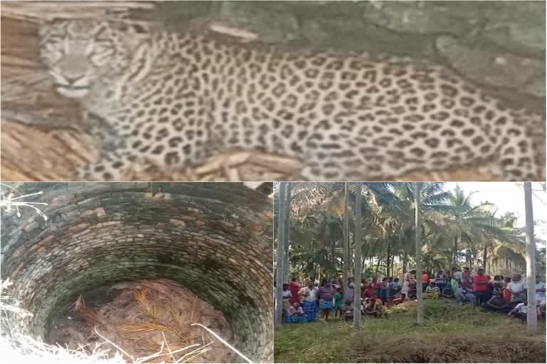 Leopard protection from a well at Tumkur