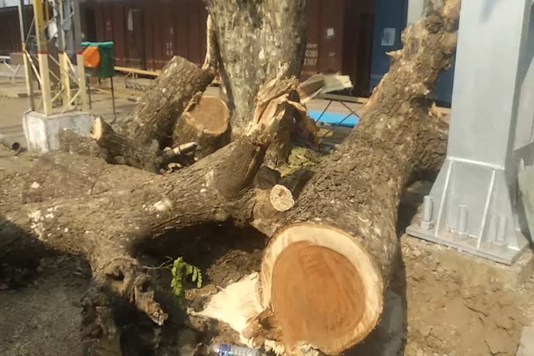 tree-cut-down-for-cover-roof-on-the-platform-at-panvel-station