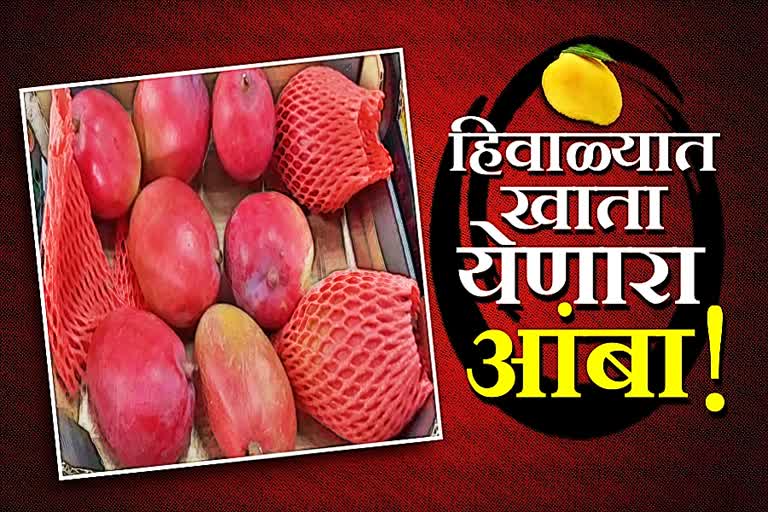 African 'Tommy Atkin' mango enters in navi mumbai apmc market