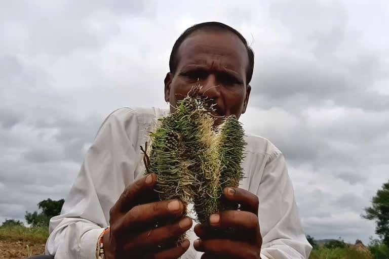 farmers suicide