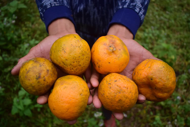 Pathetic condition of Orange Garden and cultivators in Kamrup