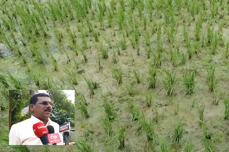 rice crops attacked by aanaikomban, tanjore farmers demanding support from govt, ஆனைகொம்பன் நோய் தாக்குதல், 20ஆயிரம் ஏக்கர் நெற்பயிர்கள் பாதிப்பு