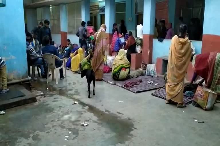 Dogs walking near patients lying on the ground in Community Health Center