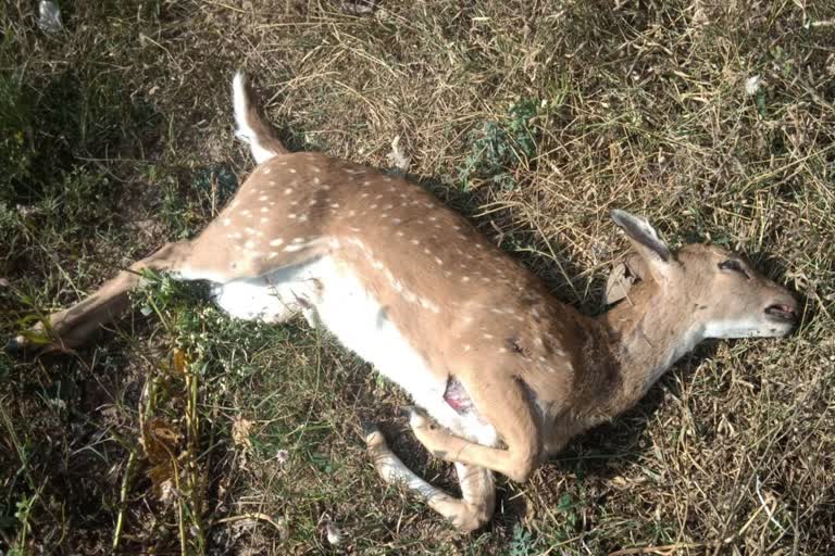 Deer that came in search of food died due to dog attack