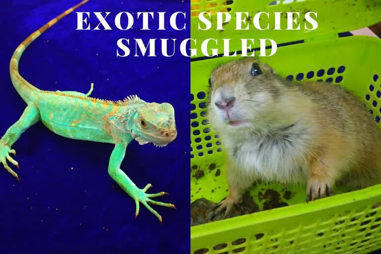 Smuggling exotic species