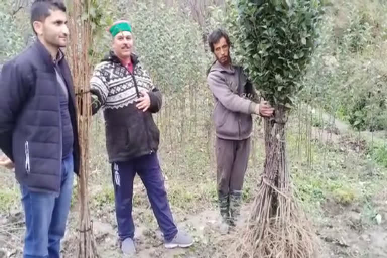 Gardeners reaching Kotgarh for better apple plants