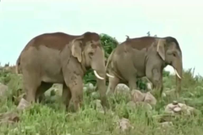 group of Elephants  in Balodabazar