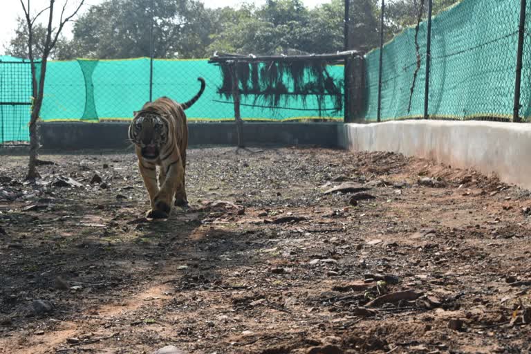 tiger-munna-was-shifted-to-the-fence-in-bhopal-van-vihar