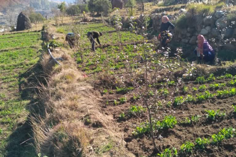 Farmers engaged in extracting weed in field