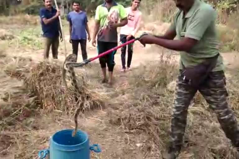 Russell's viper snake was found on field at village Saparde in Thane