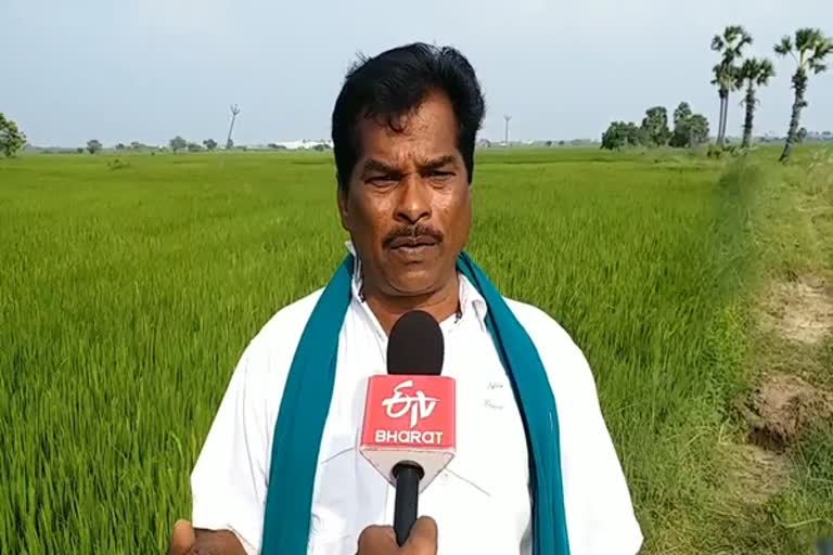 Crops got affected by disease in Nagapattinam