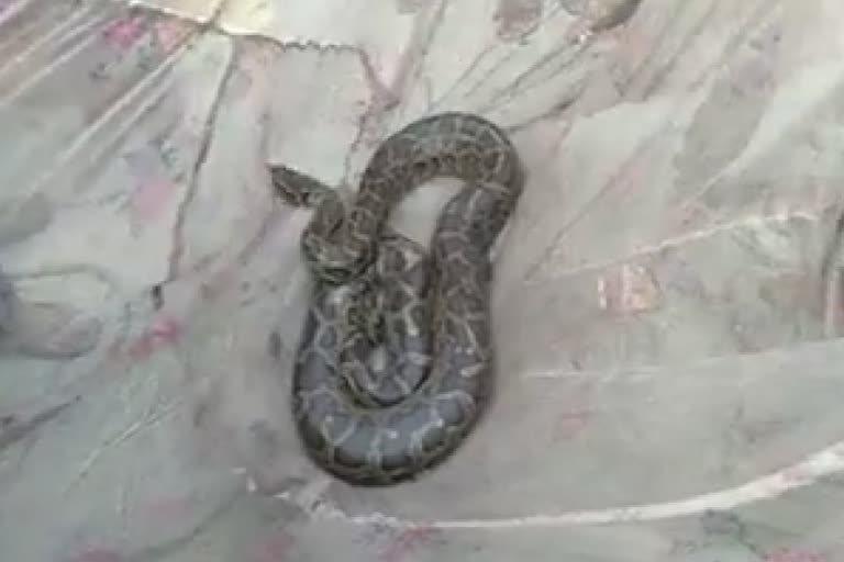 10 feet tall python caught in bettiah