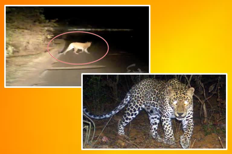 leopard spotted in rajapur residential area