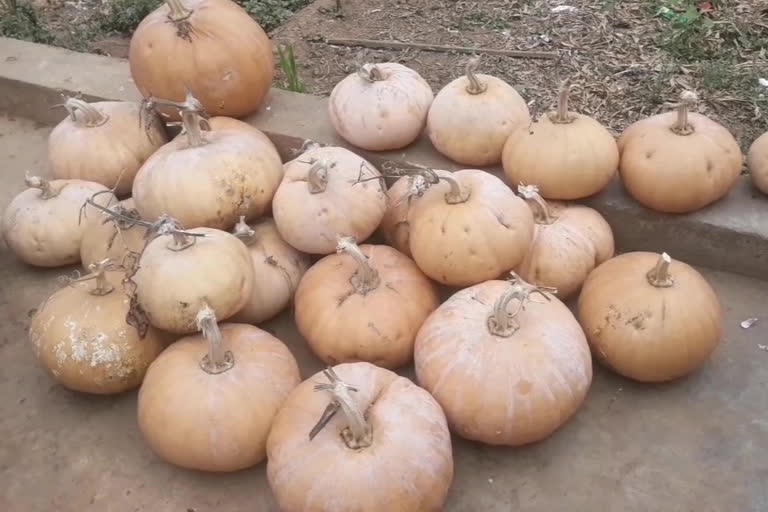 no one is buying pumpkins at vishaka paderu