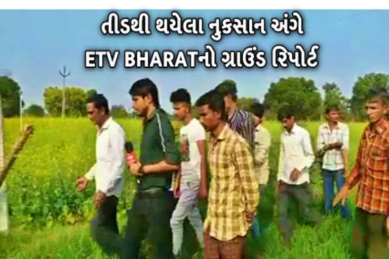 ખેડૂતોને તીડ આક્રમણથી મોટું નુકસાન