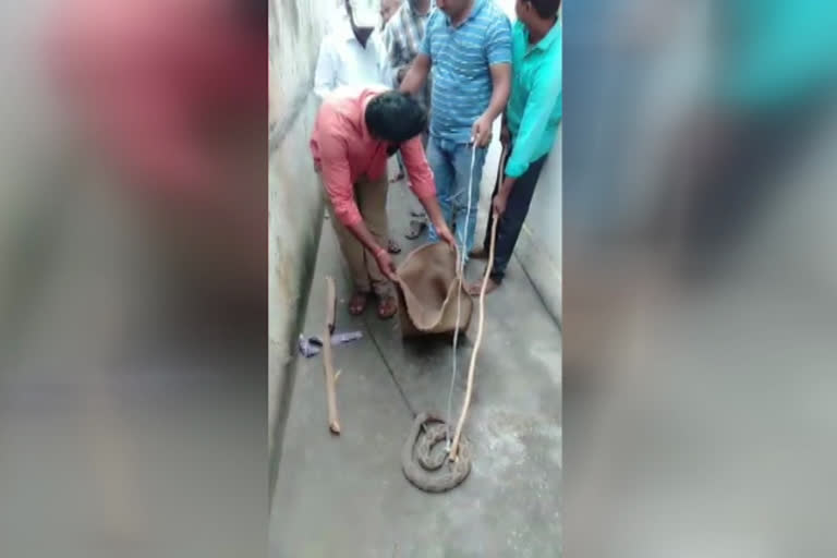 snake in school toilet in mahabubabad district
