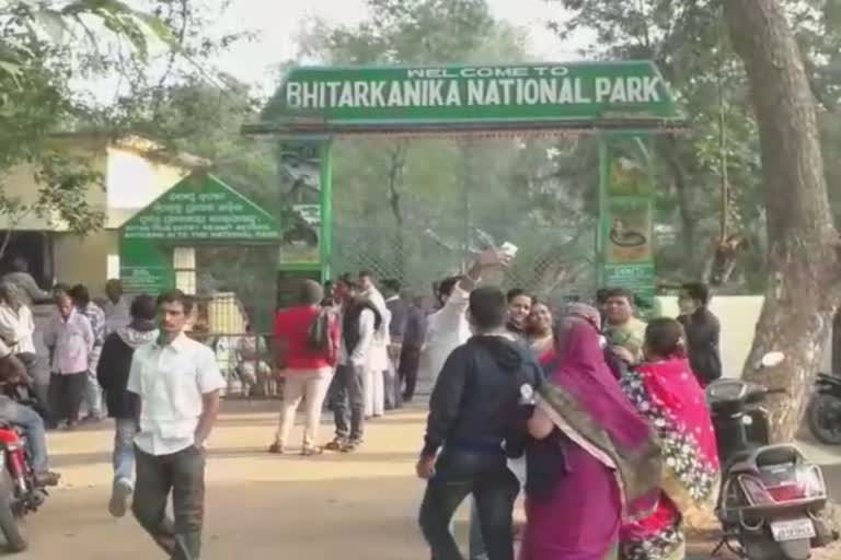 bhitarakanika latest news, crocodile counting in bhitarkanika, kendrapada latest news, କେନ୍ଦ୍ରାପଡା ଲାଟେଷ୍ଟ ନ୍ୟୁଜ୍‌, ଭିତରକନିକା ଲାଟେଷ୍ଟ ନ୍ୟୁଜ୍‌, ଭିତରକନିକାରେ କୁମ୍ଭୀର ଗଣନା